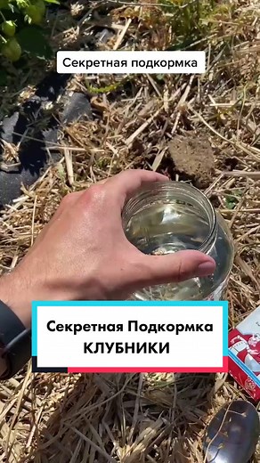 Секретная подкормка клубники для урожая