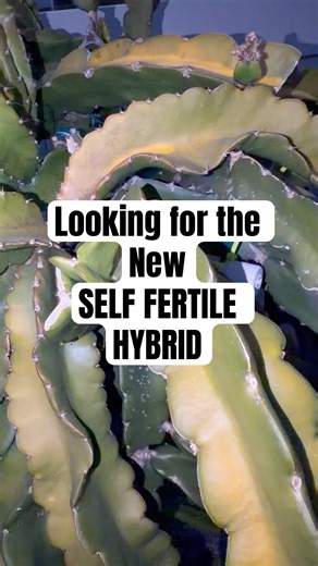 Looking for the New Self Fertile Hybrid👀 What does it take to make a Self Fertile variety?