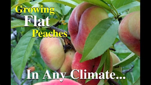 Growing Flat Peaches Fruit Tree Variety