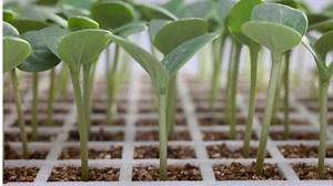 Where can you buy planting seeds online in Kenya | Agcenture.com