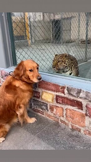 Scary 😟 #dog #dogsofinstagram #dogs #puppy #doglover #dogstagram #dogoftheday #doglife #instadog #doglovers #love #pet #puppylove #cute #puppiesofinstagram #pets #puppies #instagram #dogsofinsta #doggo #cat #dogphotography #petsofinstagram #doglove #ilovemydog #animals #hund #petstagram #dogslife #instagood | Viral Prince