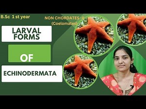 Larval Form Of Echinodermata bsc 1st year||Phylum Echinodermata||Zoology||#coelomates#nonchordates