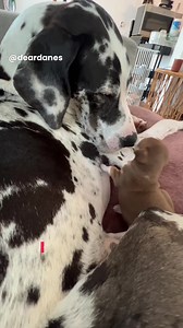 4.7K views · 166 reactions | Great Danes are such a special breed! | Dear Danes | Facebook
