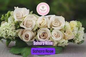Sahara Rose Cuttings – 3 Fresh Rosa Hybrid Stems for Rooting or Grafting | Rare Rose Variety for Garden & Rose Collectors - Etsy