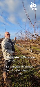 Pruning an apricot tree 🍑✂️ After sharing our video on pruning a peach tree a few days ago, it's time to focus on apricot trees! Proper pruning helps improve fruit production, maintain tree health, and ensure better sunlight penetration. 🌿✨ | PSB Producción Vegetal
