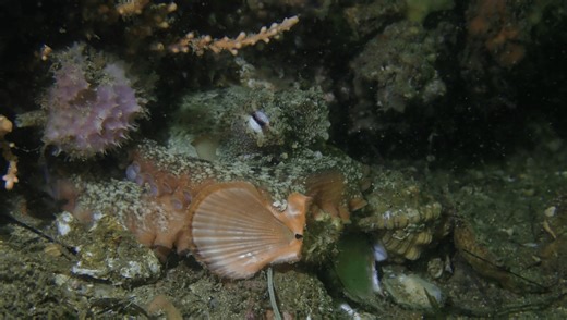 Octopolis And Octlantis Were Created By Engineering Octopuses, But They’re Not “Cities”