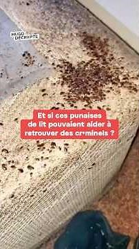 Comment des punaises de lits pourraient aider à résoudre des crimes ?