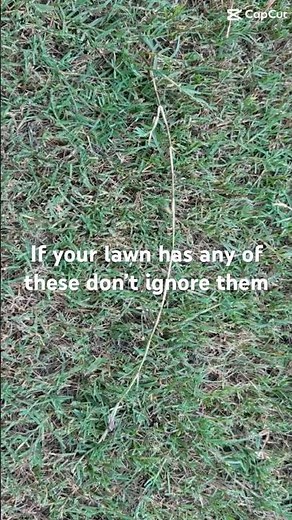 3 Problems Killing Your Bermuda Lawn!