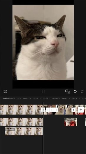 basic editing in Capcut 👍 | editing tips 😺 for beginners 😁 #edit #cat #tips