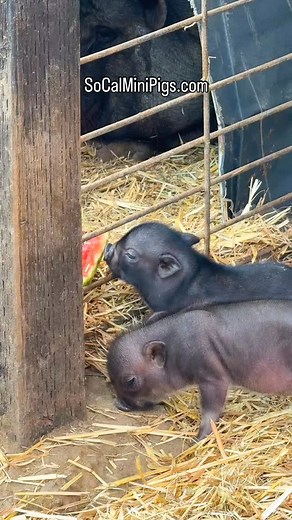 SoCalMiniPigs.com Farm 🐖🐐🐑🐓 on Instagram: "Baby piglet doing cute baby piglet things 🍉 SoCalMiniPigs.com If you’re interested in getting a pet mini pig, visit our website to fill out a piglet application."