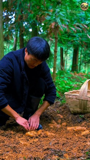 Nutritious Farm-Fresh Pot Meal | Simple Country Cooking Who really knows how nutritious this pot of food is? Fresh, simple, and straight from the farm — real comfort food from rural life.  #NewFarmersPlan2025 #MyRuralLife #CountryLiving #FarmToTable #HomeCookingVibes | Wildplatter | Facebook
