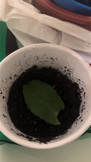Starting my herbal garden 🤞🏿🤞🏿🤞🏿