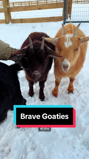 4 brave little goaties🥹🐐 #nigeriandwarfgoats #highmaintenancegoats #minigoats #goatmom