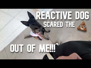 Startled by REACTIVE dog so bad I had to walk out