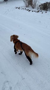 These aren’t your average dog boots! Enjoy more playing and less cleaning with The Original Suspender Boots. | Canada Pooch