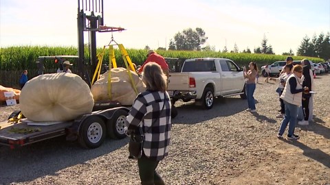 Giant pumpkin weigh off in Kent