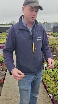 Clematis Montana Rubens 🌸🌳