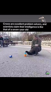 Crows are remarkably intelligent birds, often displaying problem-solving skills and cognitive abilities that rival those of some primates. These highly adaptable birds are known for using tools, such as sticks or even cars passing by, to extract food from hard-to-reach places. They exhibit advanced problem-solving capabilities and are capable of recognizing themselves in mirrors, a trait considered indicative of self-awareness. Additionally, crows are known to communicate complex information wit