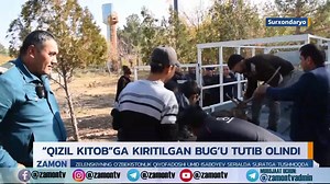 Surxondaryoda "Qizil kitob"ga kiritilgan Buxoro bug'usi aholi honadonlaridan biriga kirib qoldi #Zamon #Sevimlitv #Yangiliklar #Zamon_bilan 📲 @zamontv | Zamon.uz