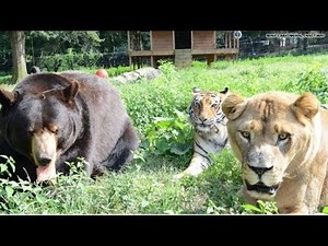 Meet a lion, tiger and a bear!