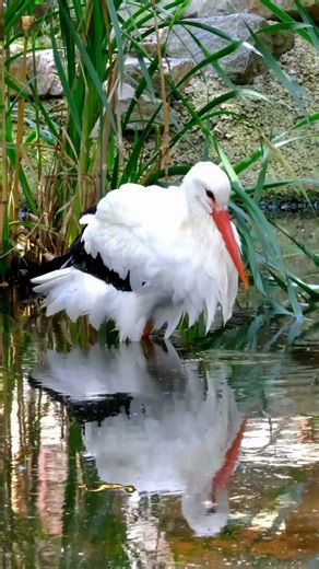 Amazing Storks in Action! 🦩✨ #storks #wildlife #naturelovers #amazinganimals
