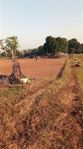 morning view in खेत #trending #farming #viralvideo #farmer #ytshorts #nature #youtube #love #song