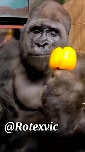 Boss gorilla am sorry now 😋 | Rotimi Ogundero