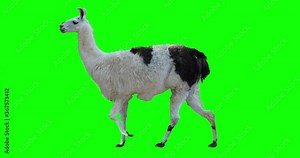 White llama walking. Isolated and cyclic animation. Green Screen.