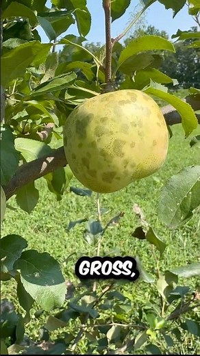 🍎 What’s wrong with these apples? #shorts #gardening #fruittrees