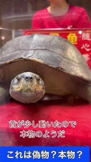 Is this turtle real or fake?