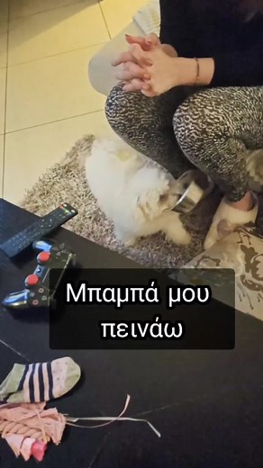 #Bizu #bishonfrise #puppy #bichonpuppy #puppylove #bischonlove