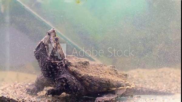 Snap turtle close-up. Underwater of Snapping Turtle Swimming near Bottom Making Bubbles in South Dakota.