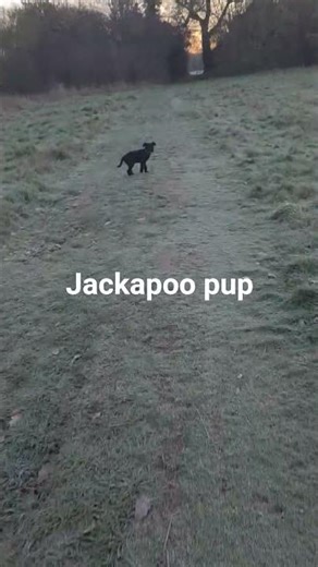 jackapoo recall training
