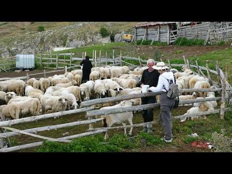 BJESHKA E HAJLËS - Reportazh