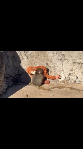 #monkeypunch #family #mother #loneliness #psychology