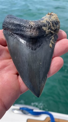 891 reactions · 12 shares |  Check Out This Incredible Megalodon...