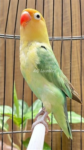 Pancingan Burung Lovebird Ngekek Panjang