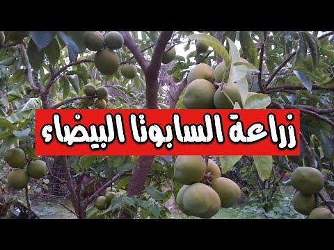 زراعة فاكهة السابوتا النادرة قناة تكنومكس م شريف فاروق