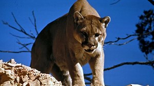 Former Denver Broncos player Derek Wolfe kills large mountain lion using bow