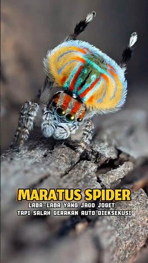 The Most Handsome Spider in the World?! 🕷️🕺 #shorts #animals