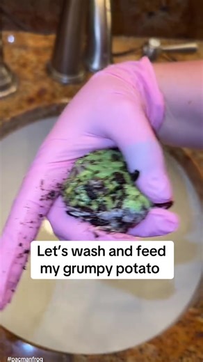 Angry potato 🥔 #pacmanfrog #frog #pacmanfrogs #potato | Pacman Frog