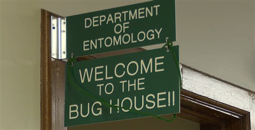 MSU Bug House hosts Six Legged Saturday focused on pollinators