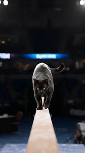 10K views · 99 reactions | Cat joins the Olympia Quiz Show and outsmarts everyone! This video was produced by Network Media and Blue-X Studio | Prompted Daily | Facebook