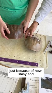 Ever wondered how scientists can tell the age of a horseshoe crab? During tagging surveys, biologists use physical characteristics to sort crabs into age categories. From shell wear to spine shape, each detail gives us clues about their life stage! These observations help us better understand population structure and support conservation of this ancient species. Spring and fall also mark horseshoe crab mating season, when you’re most likely to spot them along the shoreline during high tide, espe