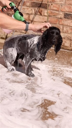 Fed up cleaning your muddy dog inside? Say goodbye to the struggles and hello to PetJet hot showers! Bath time made easy! ✅ 48-hour delivery from our Cheshire UK farm ✅ Used on dogs, horses & cats ✅ 30-day money-back guarantee ✅ Trusted by over 40,000 pet parents  Tap here: https://thepetjetco.com/collections/dog-showers | Petjetco | Facebook