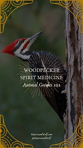 772 reactions · 24 shares | Let’s talk about the woodpecker! (But not without first breaking down the difference between a spirit animal, an animal totem and a power animal. #wildmother #woodpecker #animalspirit #animaltotem #spiritualtok #indigenous | Mojave and Wolf | Facebook