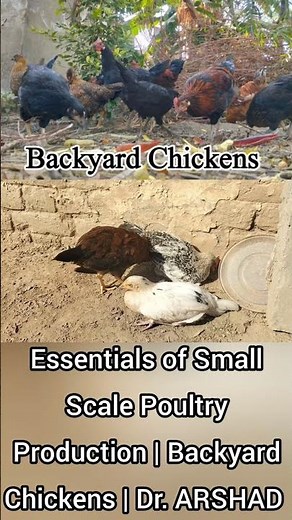 Backyard Chickens Feeding | Essentials of Small Scale Poultry Production | Dr. ARSHAD