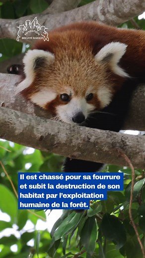 #JournéeInternationaleduPandaRoux Le panda roux est un animal en danger ! 🐻 Cet animal mignon vivant en Asie est considéré comme une espèce «en danger d'extinction». Il est chassé pour sa fourrure et subit la destruction de son habitat par l’exploitation humaine de la forêt. Il fait aussi l’objet d’un commerce illégal comme animal de compagnie. Sa population est actuellement estimée à 10 000 individus, ce qui correspond à une diminution de 50% en 20 ans... 👉 Soutenons les initiatives internati