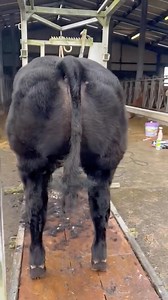 4.3K views · 518 reactions | Nox (BB5223) a proven producer of commercial show champions!! Lot 467 for Carrick Winter Fair this weekend is Daniel Fahertys Nox X Elite Ice Cream heifer with an exceptional pedigree!! NOX available sexed female from Progressive Genetics‼️‼️ | Progressive Genetics | Facebook