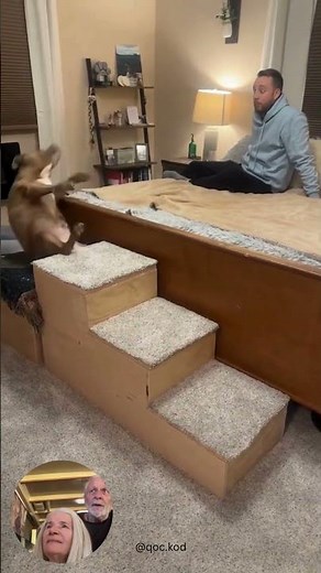 Senior Dog Steps OOPS #dogs #diy